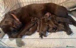 Labrador Retriever dogs for sale: Chocolate Labrador puppies - Image 9