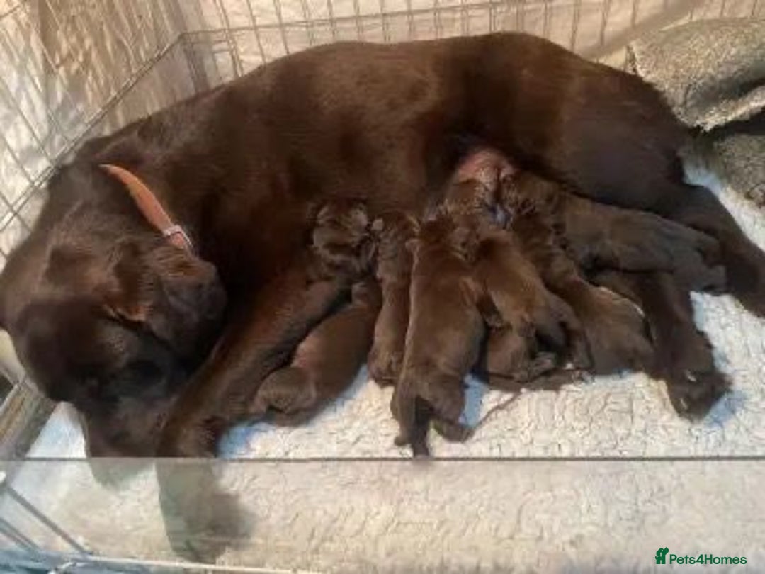 Labrador Retriever dogs for sale: Chocolate Labrador puppies - Image 9