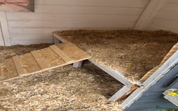 Ducks poultry for sale: 4 female welsh harlequin and 1 khaki Cayuga  - Image 9