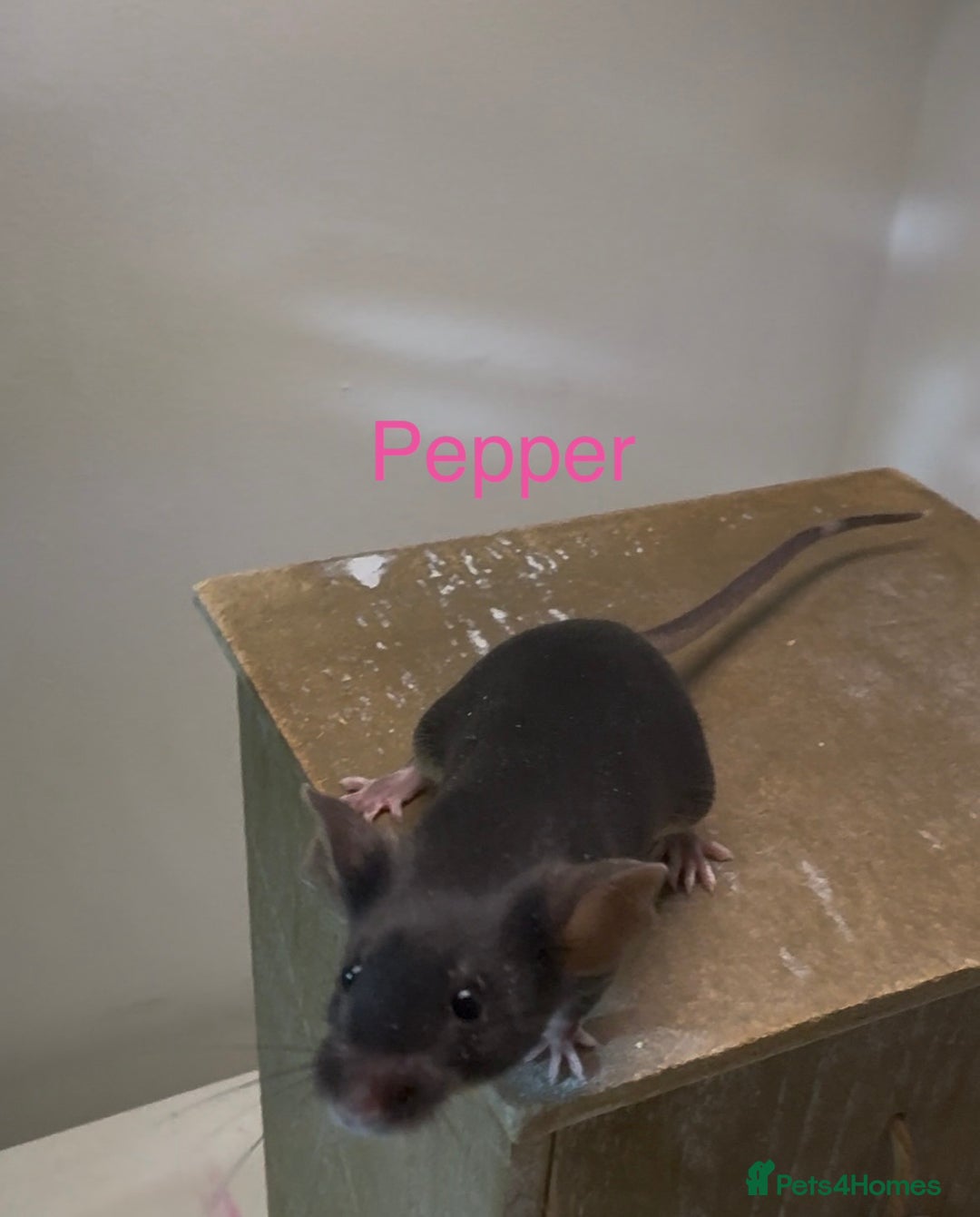 Mouse rodents for sale: Fancy Mice - Advert 5