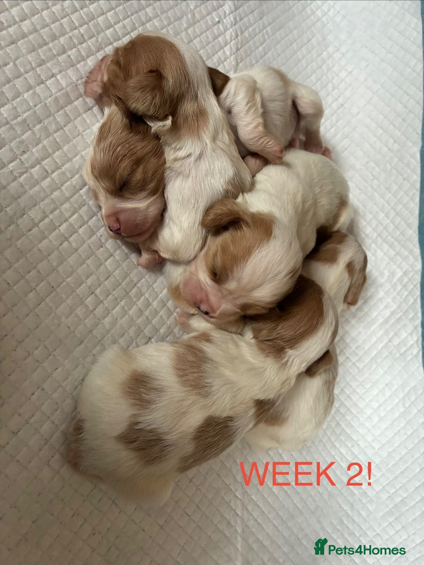 Cavalier King Charles Spaniel dogs King Charles cavalier puppy's  - Advert 5