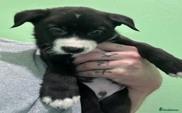 Mixed Breed dogs for sale: Border Collie x Whippet  - Image 15