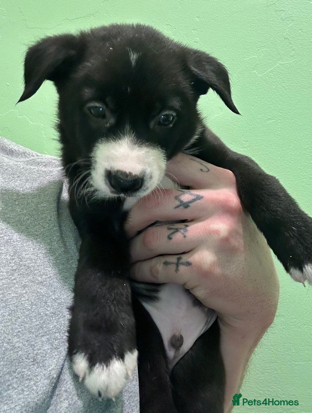 Mixed Breed dogs for sale: Border Collie x Whippet  - Image 15