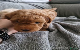 Poochon dogs for sale: Two gorgeous Poochon puppies - Image 9