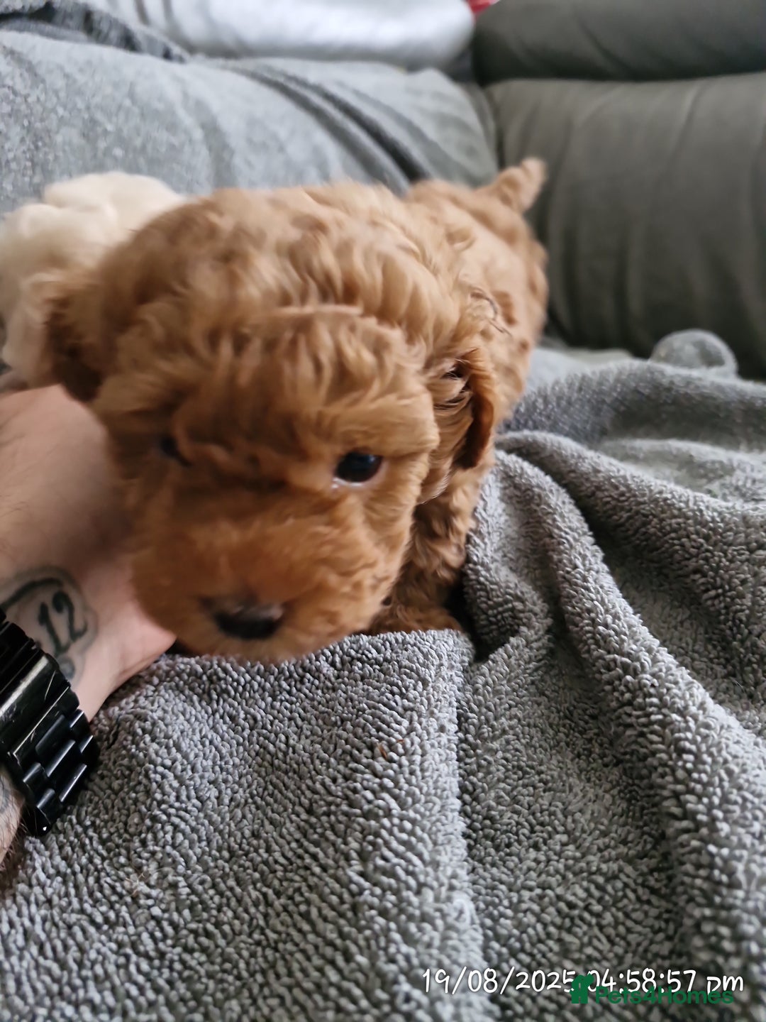 Poochon dogs for sale: Two gorgeous Poochon puppies - Image 9