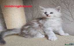 Maine Coon cats for sale: RARE Maine Coon Kittens Black Shaded  - Image 10