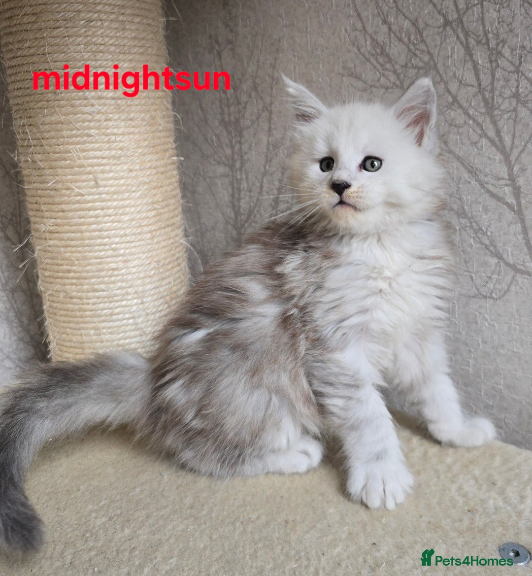 Maine Coon cats for sale: RARE Maine Coon Kittens Black Shaded  - Image 10
