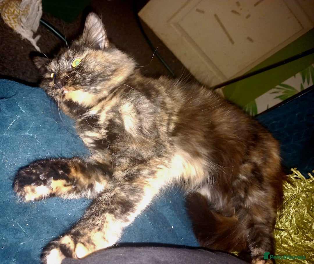 Mixed Breed cats for sale: Loving Home Needed for Peaches * ** * - Advert 4