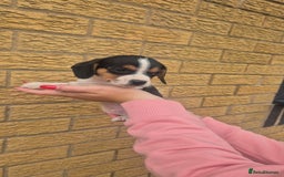 Mixed Breed dogs for sale: Jack russell x cavalier king Charles  - Image 15