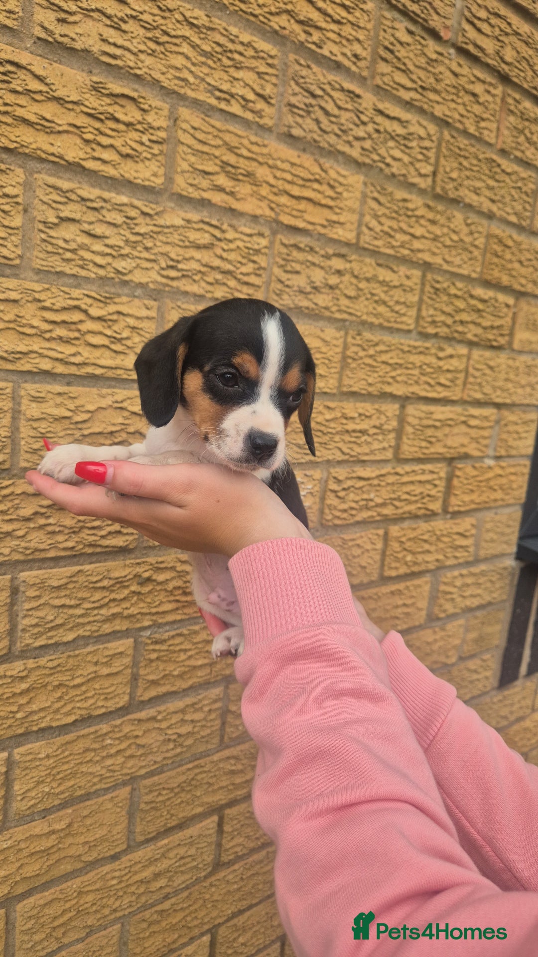Mixed Breed dogs for sale: Jack russell x cavalier king Charles  - Image 15
