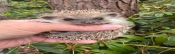 Pygmy Hedgehog rodents for sale: Stunning tame babies ready with/without set up  - Advert 15