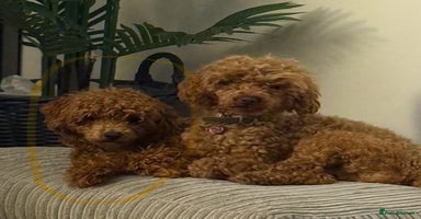 Toy Poodle dogs Our 1 year old Red Toy Poodle Waffle ❤️ - Advert 4