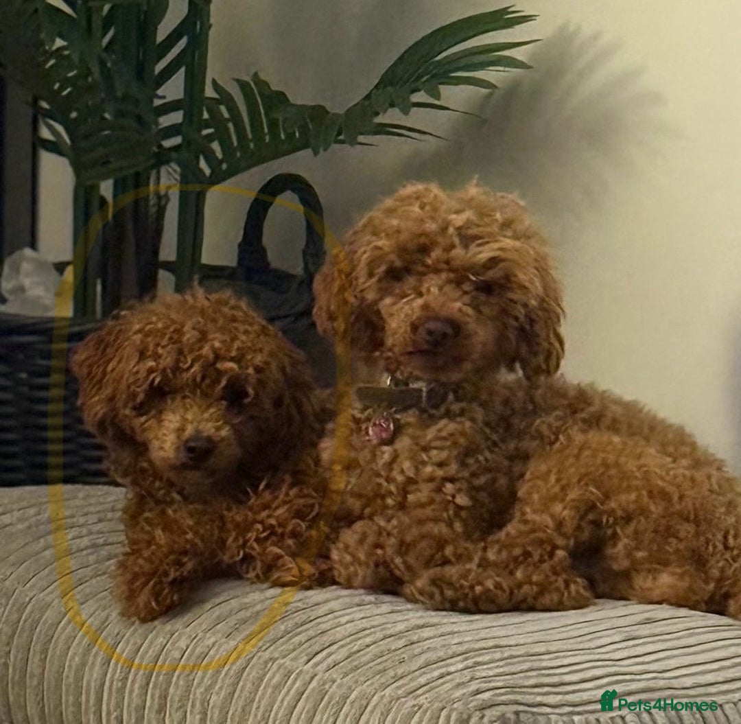 Toy Poodle dogs for sale: Our 10 Month Old Red Toy Poodle Waffle ❤️ - Advert 3