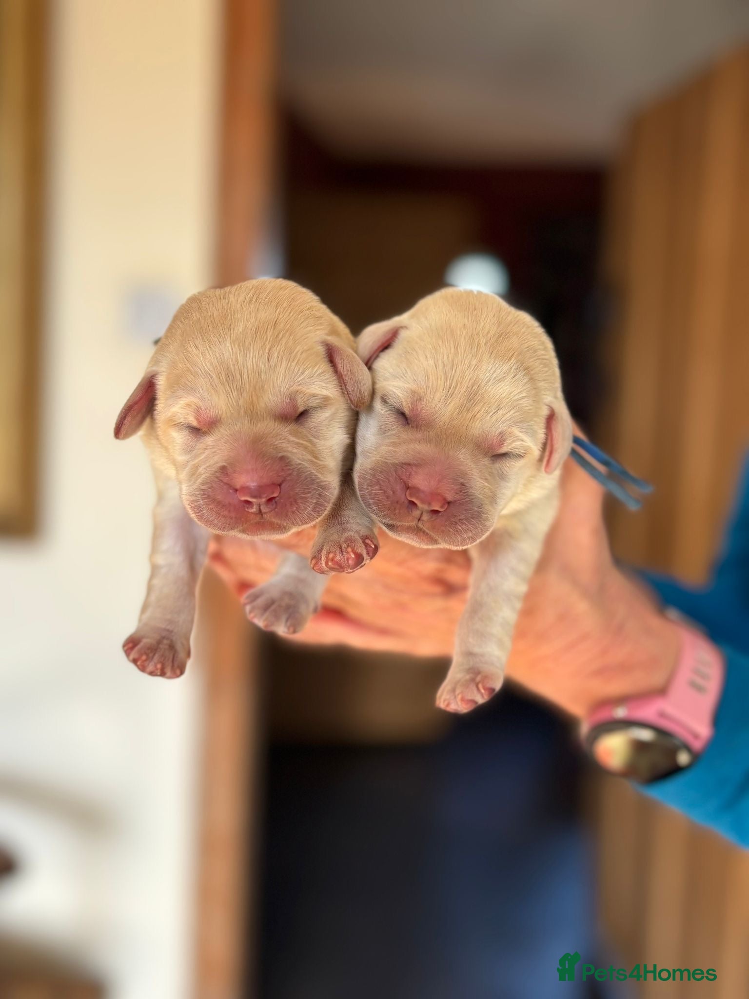 Labrador Retriever dogs Fabulous KC Champion Lines Labrador Puppies - Advert 3