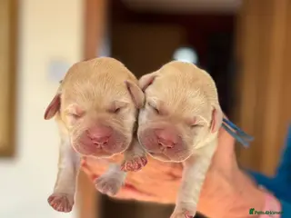 Labrador Retriever dogs Fabulous KC Champion Lines Labrador Puppies - Advert 3