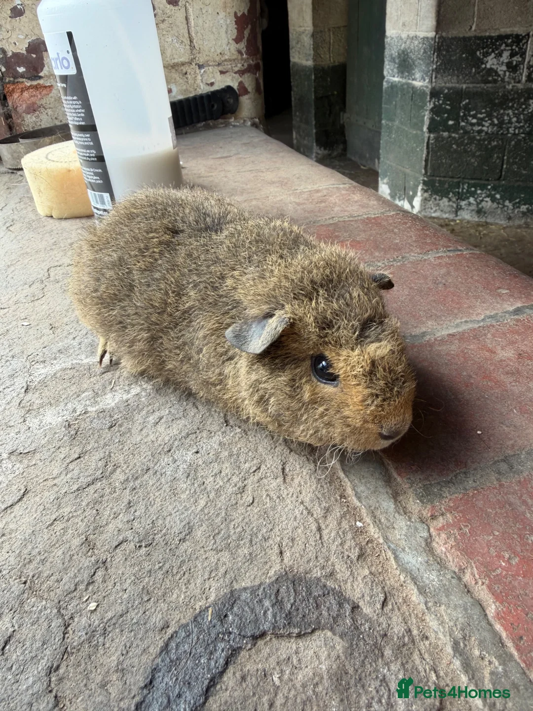 Guinea Pig rodents for sale: Gorgeous baby guinea pigs - Advert 6