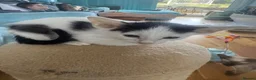 Mixed Breed cats for sale: Beautiful litter is Siamese mixed breed kittens - Advert 9
