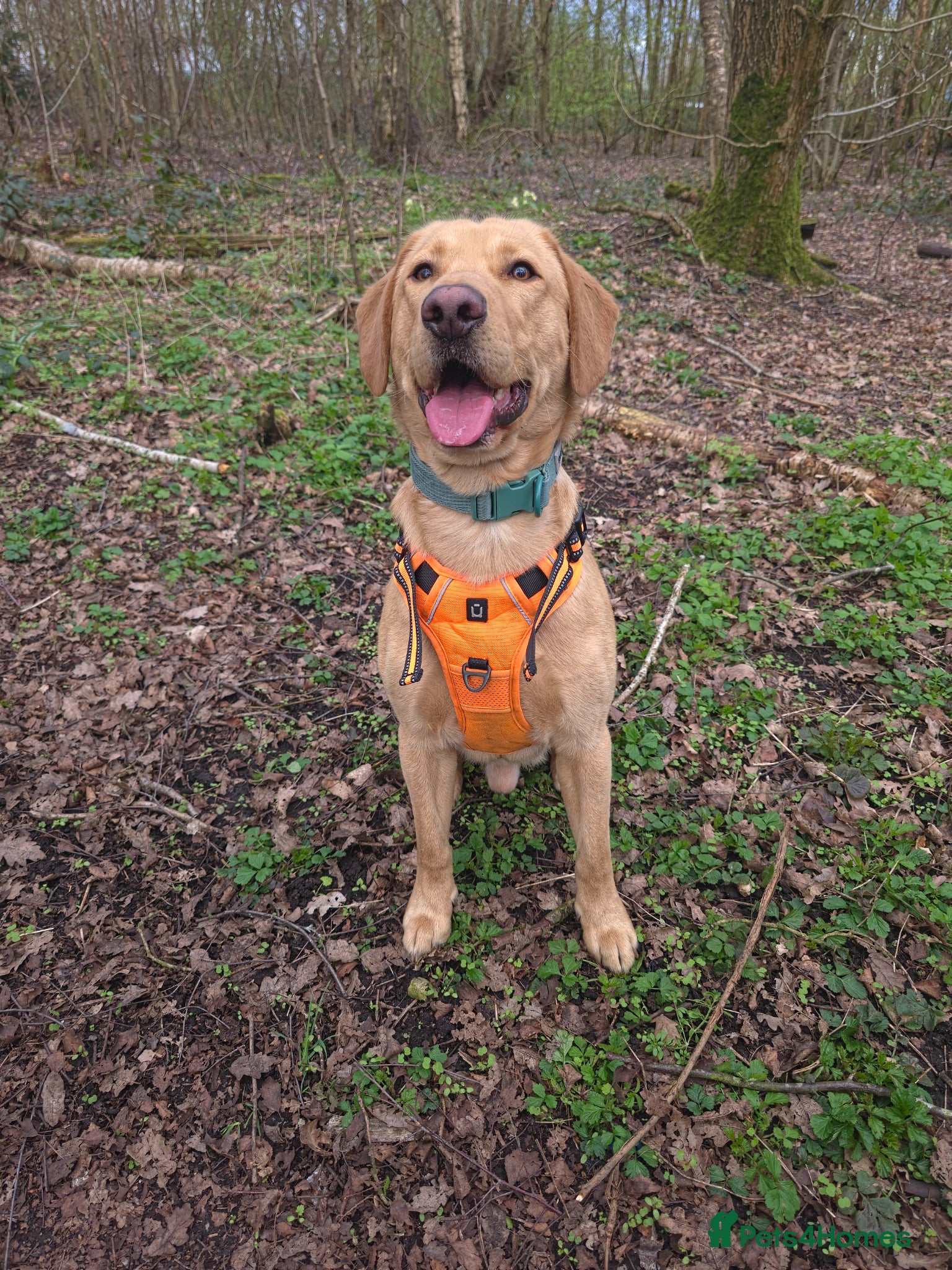 Labrador Retriever dogs Simba  - Advert 1