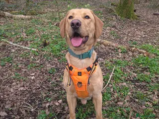 Labrador Retriever dogs Simba - Advert 1