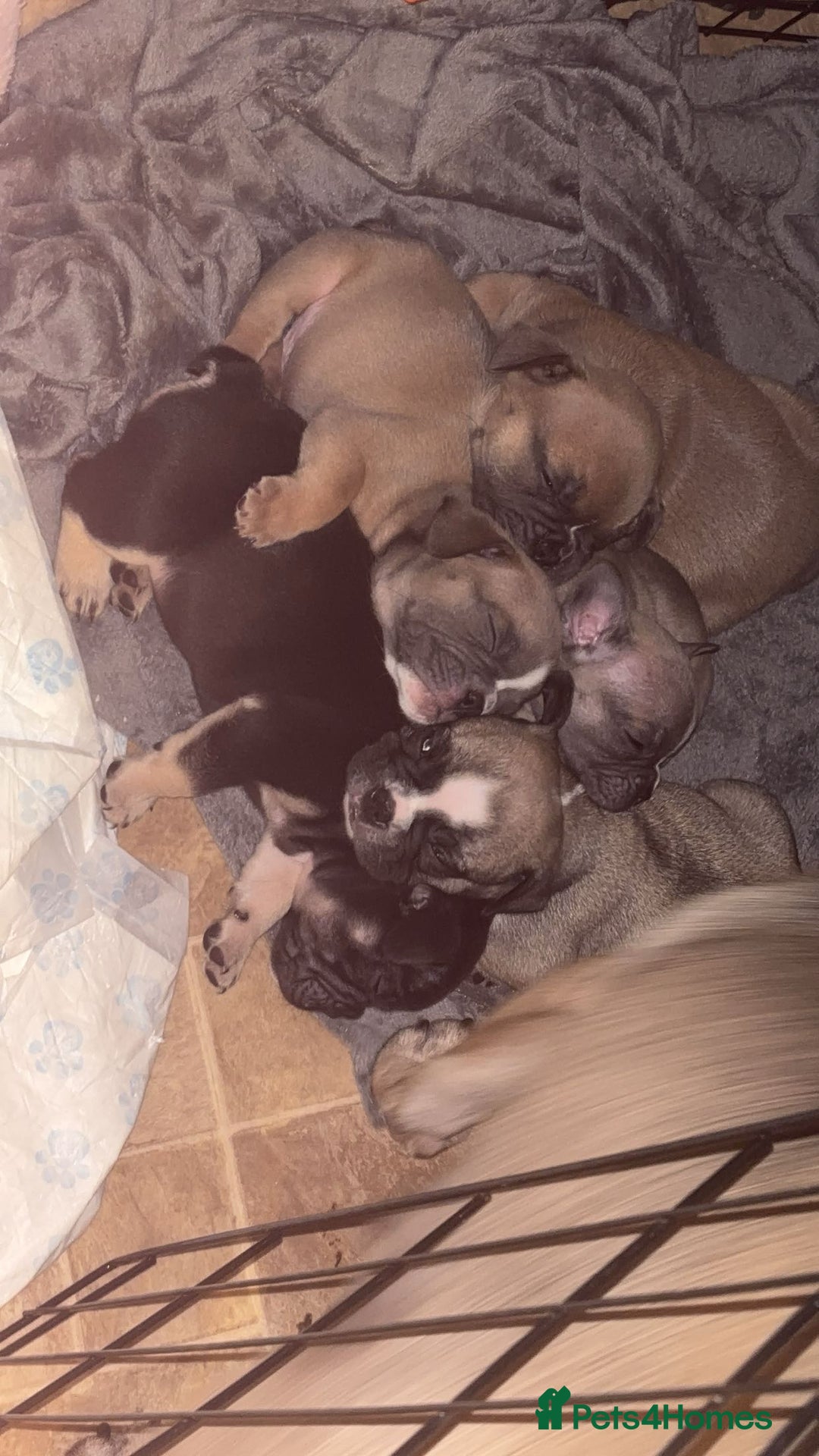 Mixed Breed dogs for sale: French bulldog x British bulldog  - Image 6
