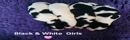 English Springer Spaniel dogs for sale: KC Homebred Health Tested Vet Social Pups 🩷 - Advert 5