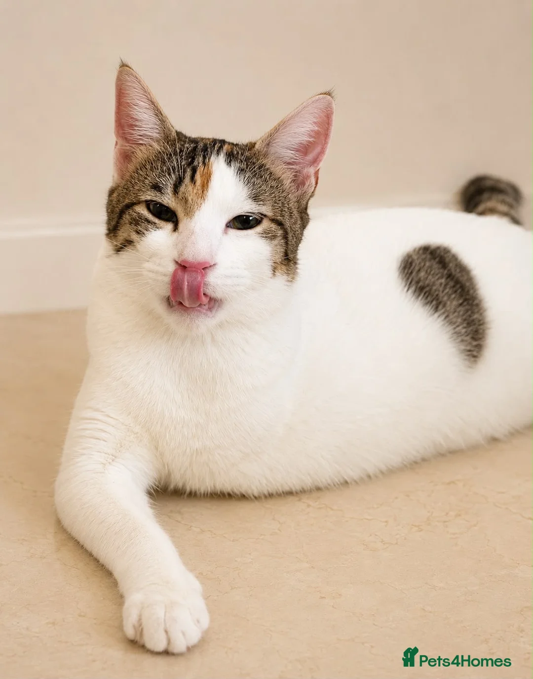 Mixed Breed cats for adoption: “Special Needs” 3 Legged Charlotte in St Albans - Advert 2