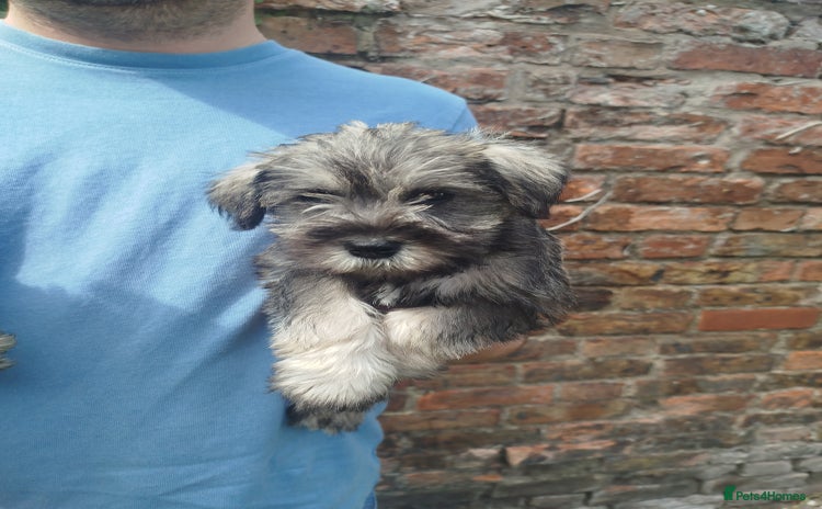 Miniature Schnauzer dogs - Advert 5