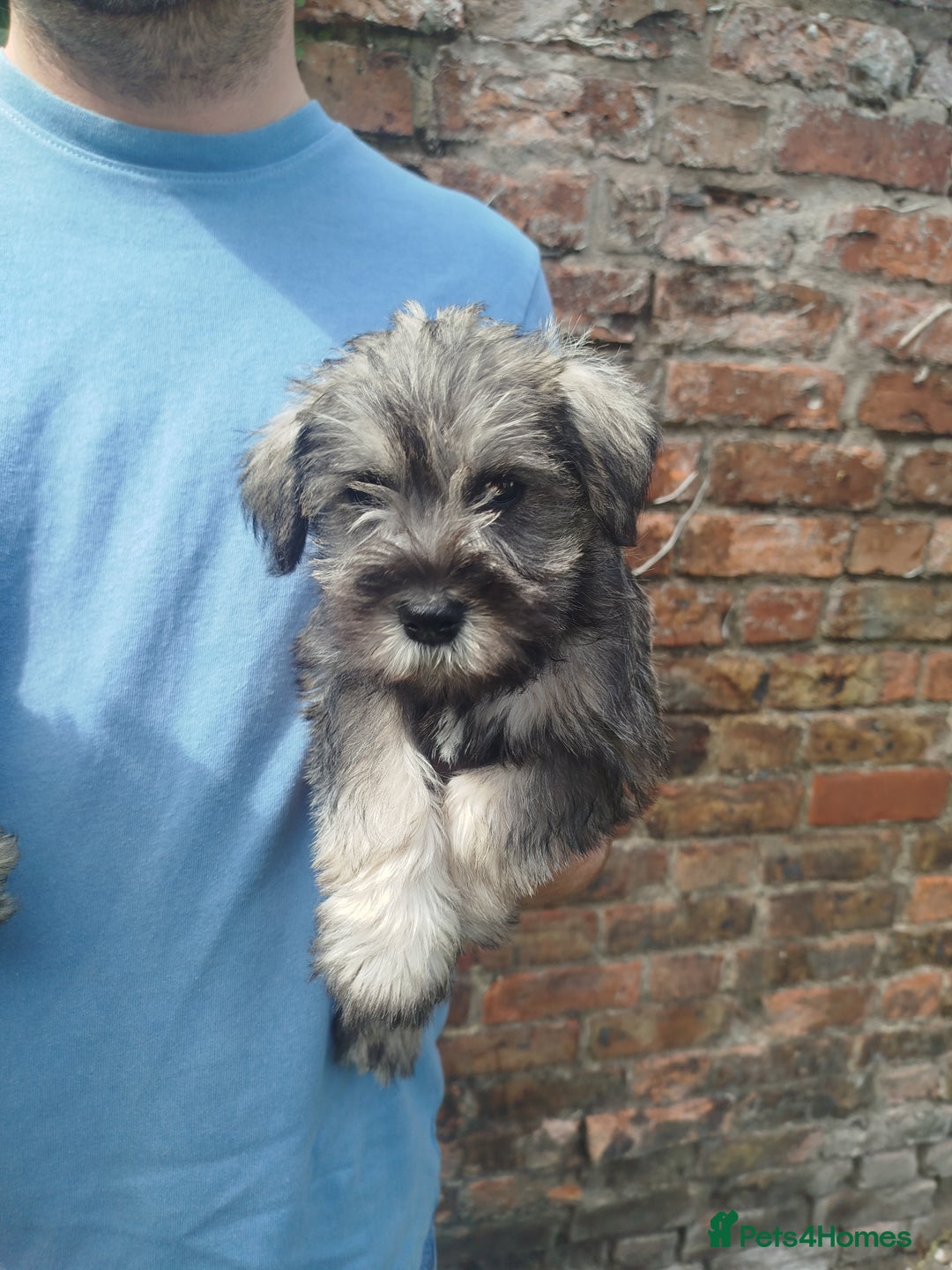 Miniature Schnauzer dogs for sale: KC Reg BVA MAC clear Miniature schnauzer  - Image 5