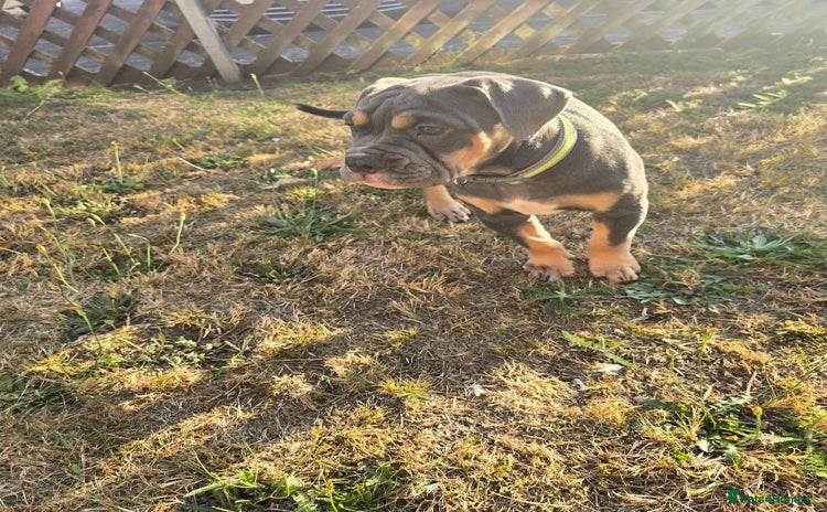 Olde English Bulldogge dogs in Kidderminster - Advert 1