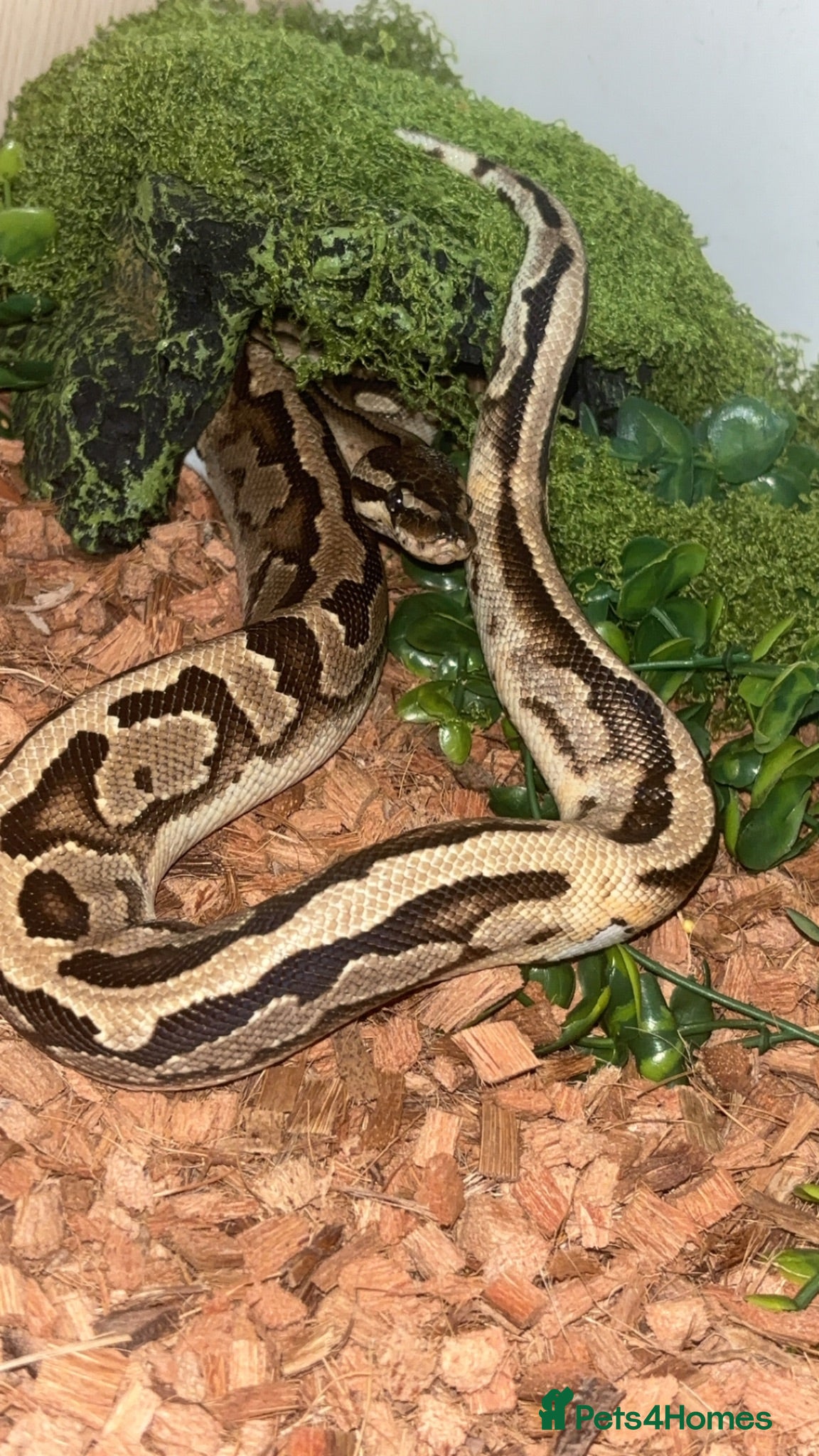Snake reptiles Royal Ball Python / Very low pied - Advert 2