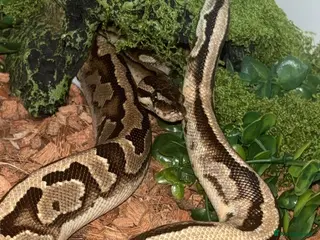 Snake reptiles Royal Ball Python / Very low pied - Advert 1