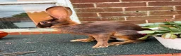 Belgian Hares rabbits for sale: Beautiful pair of chocolate & tan hares ready now - Advert 6
