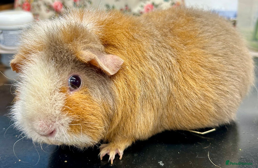 Guinea Pig rodents for sale: Teddy Sows Available  - Advert 10