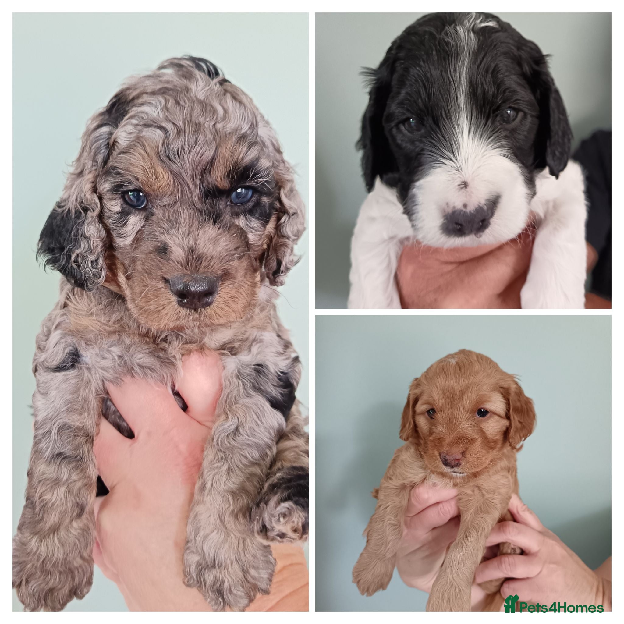 Cockapoo dogs F2b Cockapoo puppies health tested parents  - Advert 2