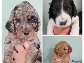 Cockapoo dogs F2b Cockapoo puppies health tested parents - Advert 2
