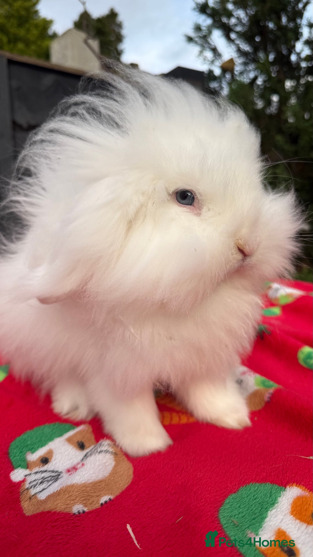 Mini Lion Lop rabbits for sale: Beautiful Blue Eyed TeddyWidder Boy - Advert 3