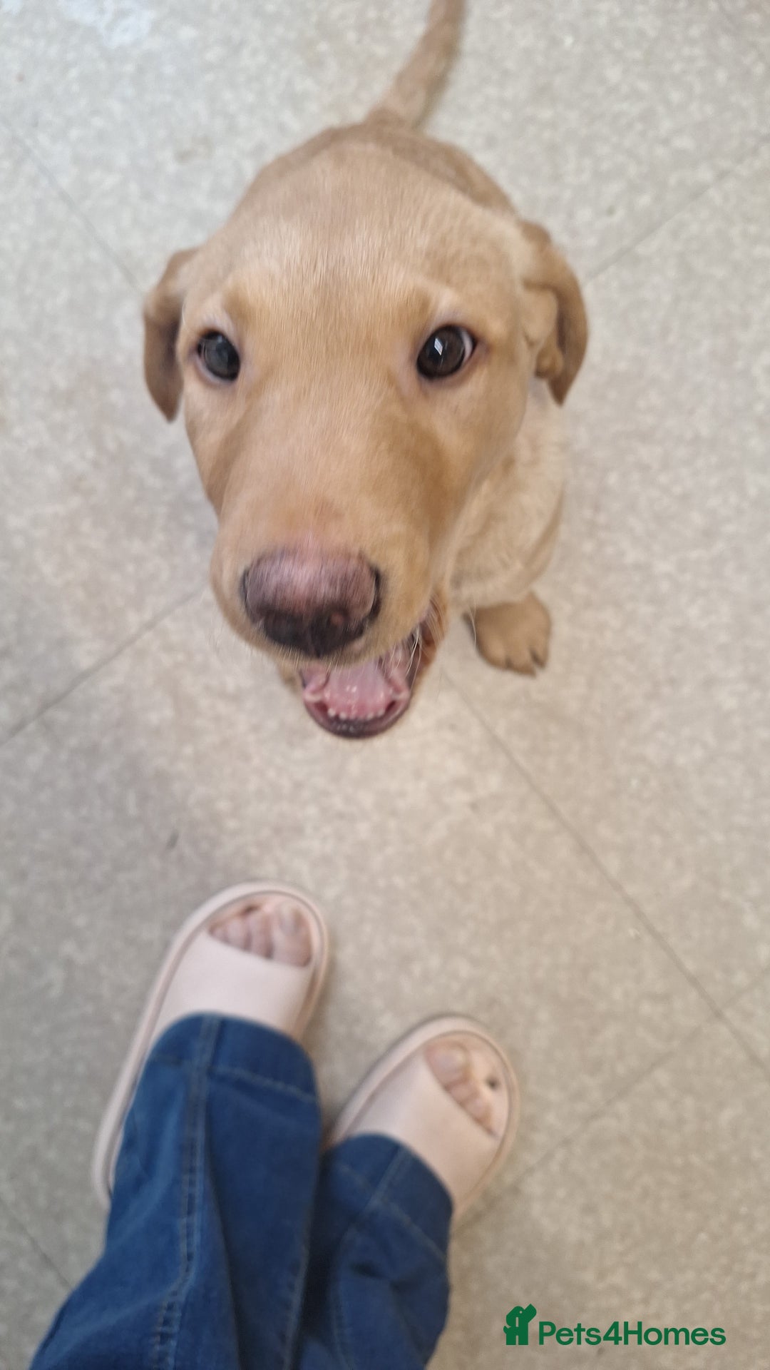 Labrador Retriever dogs for sale: 3 month old labrador  - Advert 2