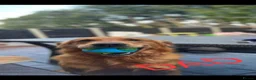 Golden Retriever dogs for sale: Extensively Health Tested Kc Reg Pups in Doncaster - Advert 23
