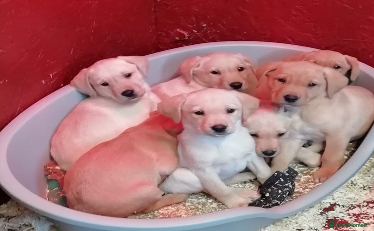 Labrador Retriever dogs KC Registered yellow/Red Labrador Puppies - Advert 2
