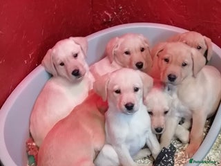 Labrador Retriever dogs KC Registered yellow/Red Labrador Puppies - Advert 16