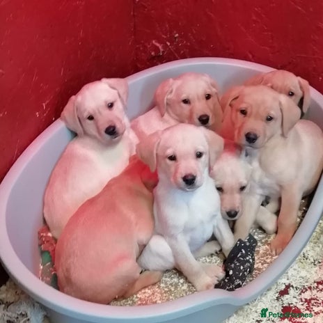 Labrador Retriever dogs KC Registered yellow/Red Labrador Puppies - Advert 2