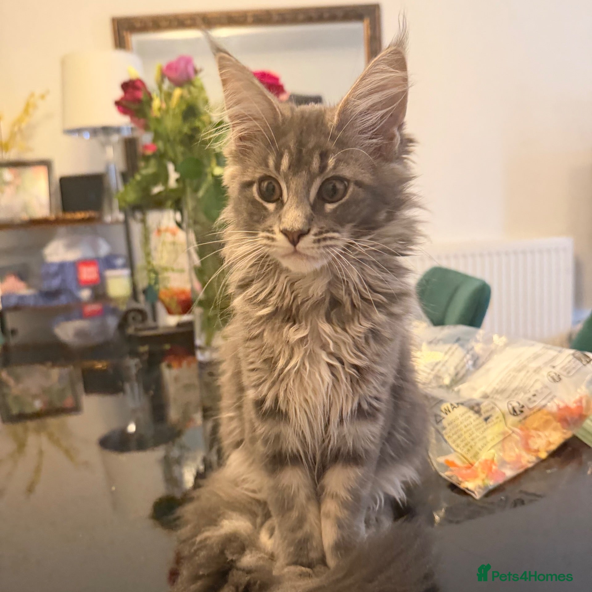 Maine Coon cats Ready to go XL Maine coons  - Advert 1