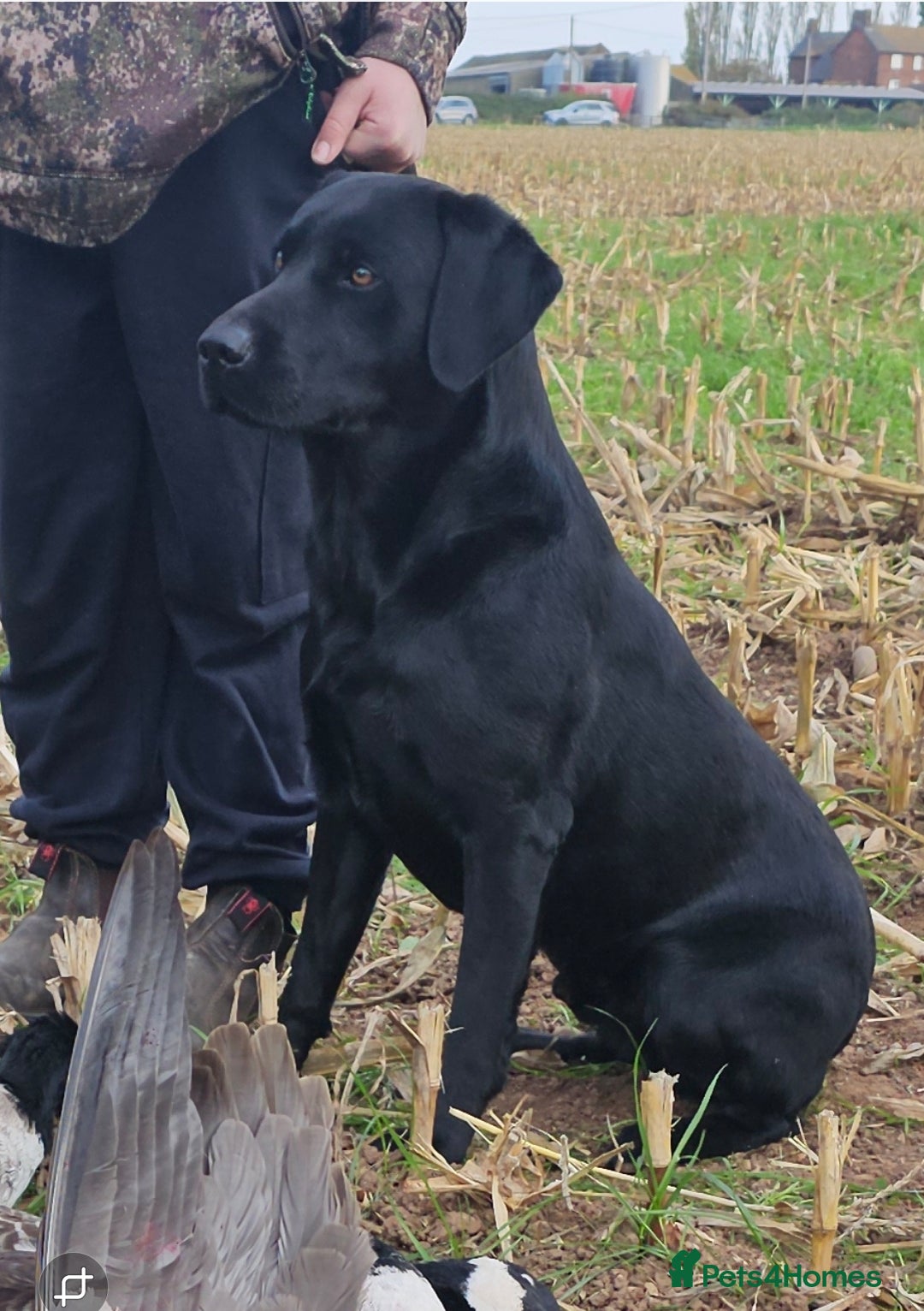 Labrador Retriever dogs for stud: Black labrador working for STUD - Advert 2