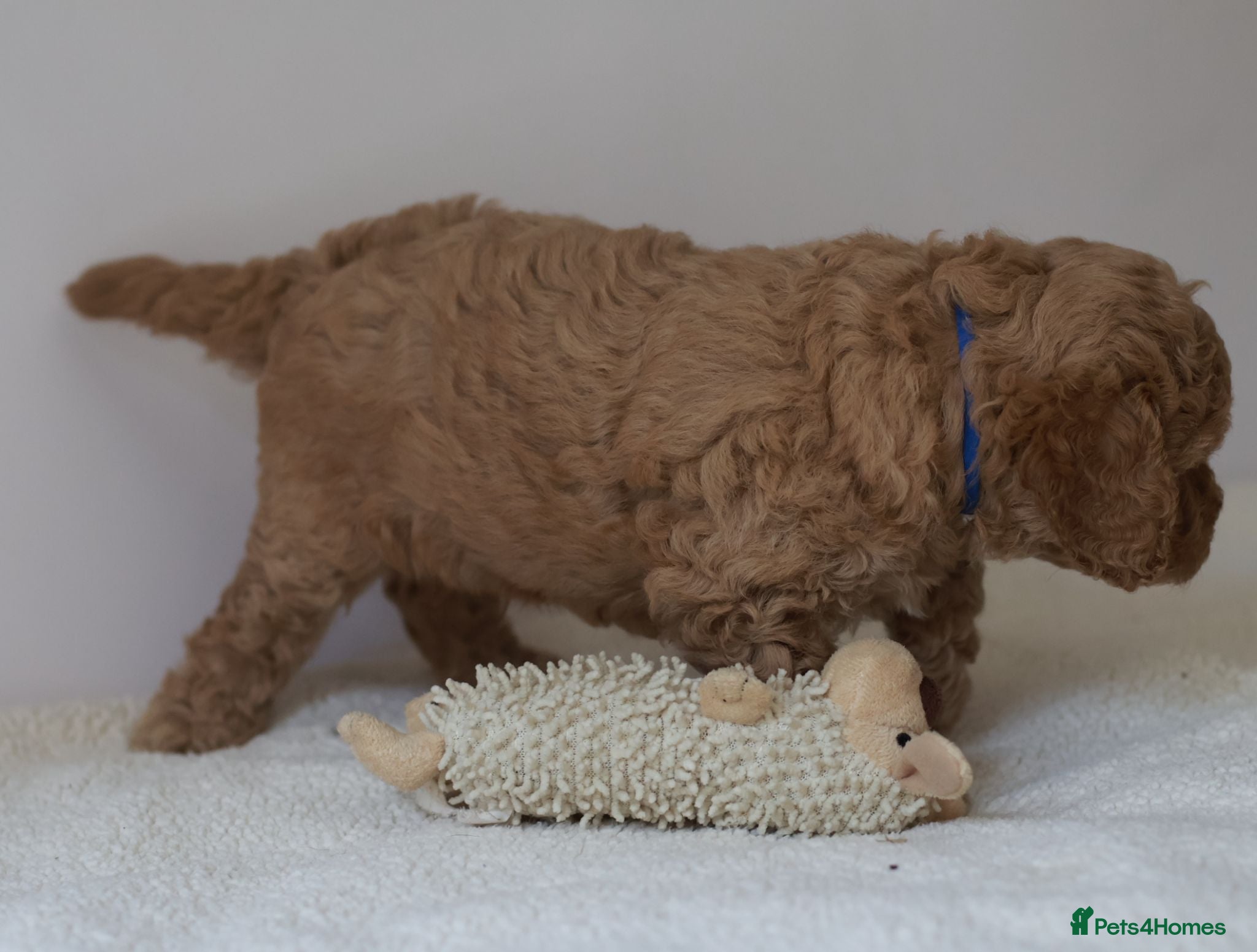 Cavapoo dogs 5*Licensed+DNAtested+Vetchecked+Red+Apricot+Cream - Advert 2