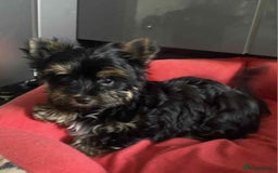 Yorkshire Terrier dogs for sale: Yorkshire Terrier  - Image 2