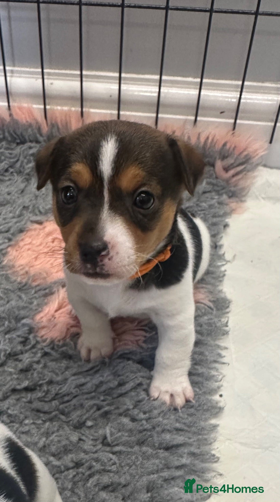 Jack Russell dogs Traditional Mini Jack Russells - Advert 1