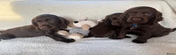 Cocker Spaniel dogs for sale: Show type cocker spaniels in Ipswich - Advert 21