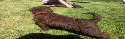 Standard Poodle dogs for sale: Two Beautiful Poodle Puppies left 🩷 - Advert 30