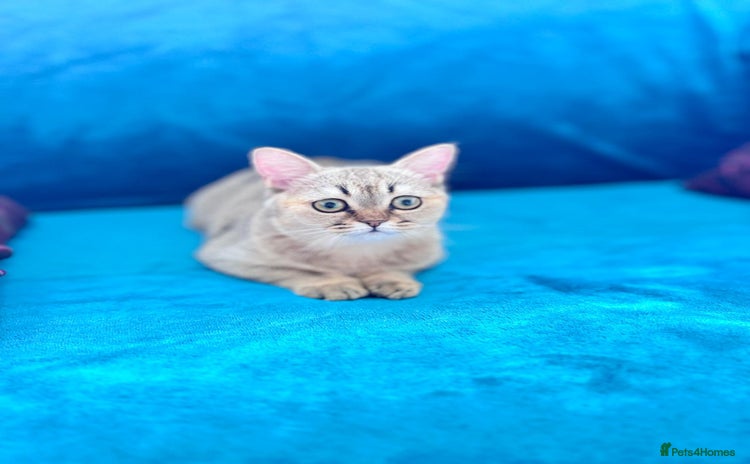 Scottish Fold cats - Advert 3