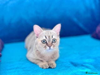 Scottish Fold cats - Advert 1